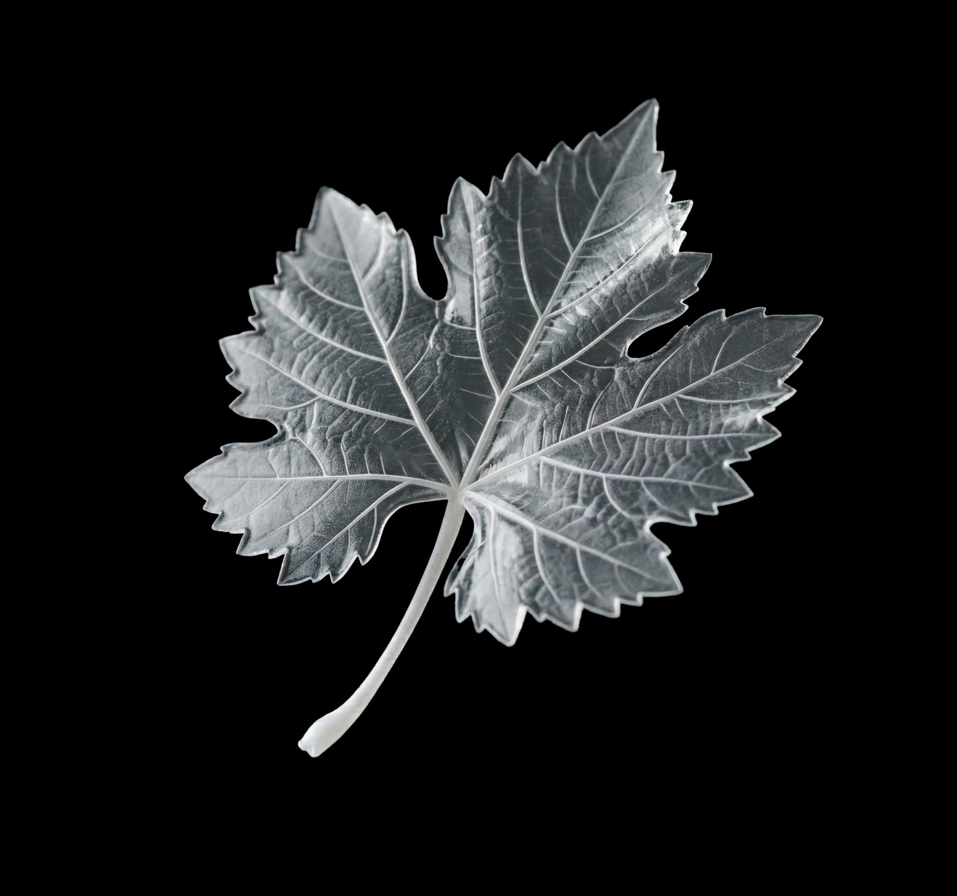 Vitis vinifera grape leaf